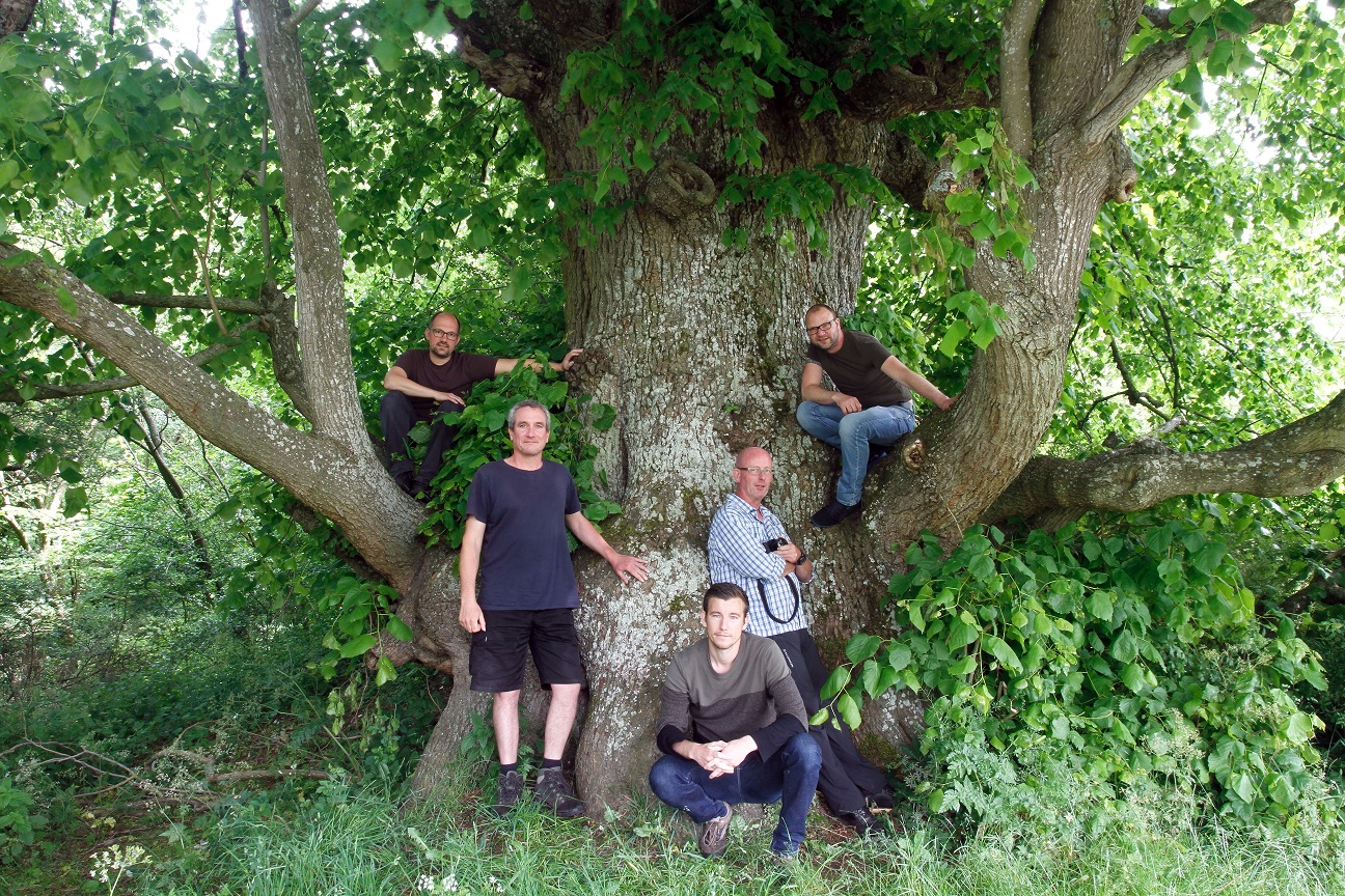 Tilia platyphyllos