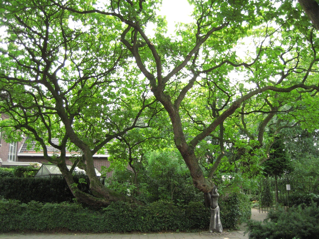 Catalpa bignonioides