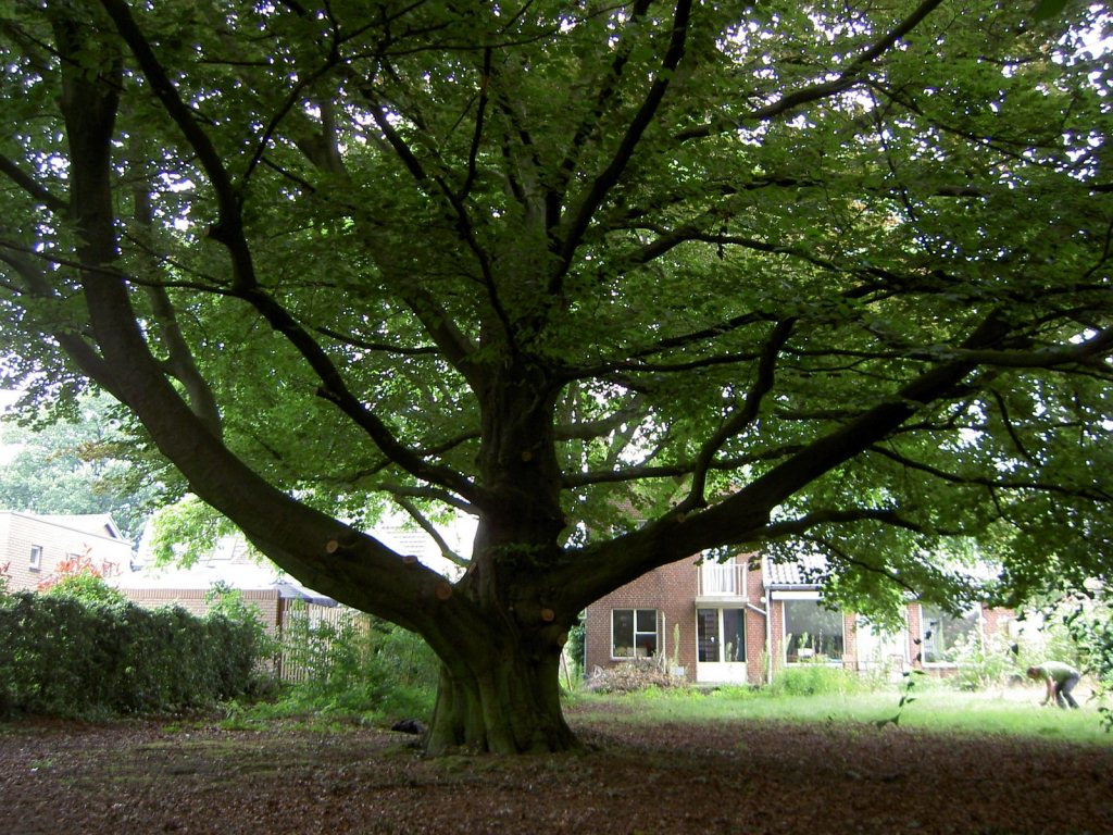 Fagus sylvatica
