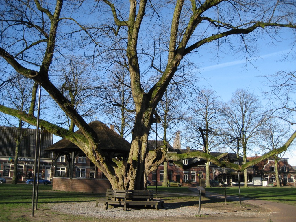 Tilia x europaea