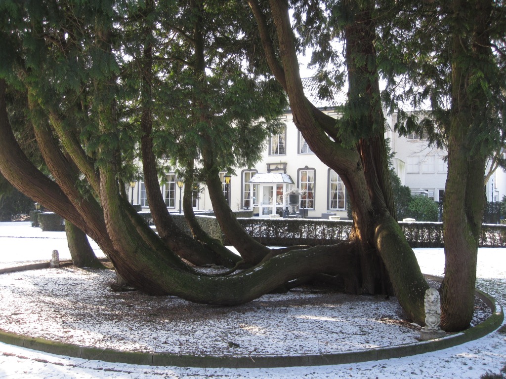 Thuja plicata
