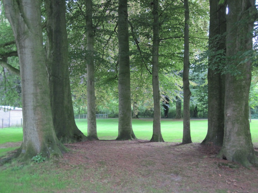 Fagus sylvatica