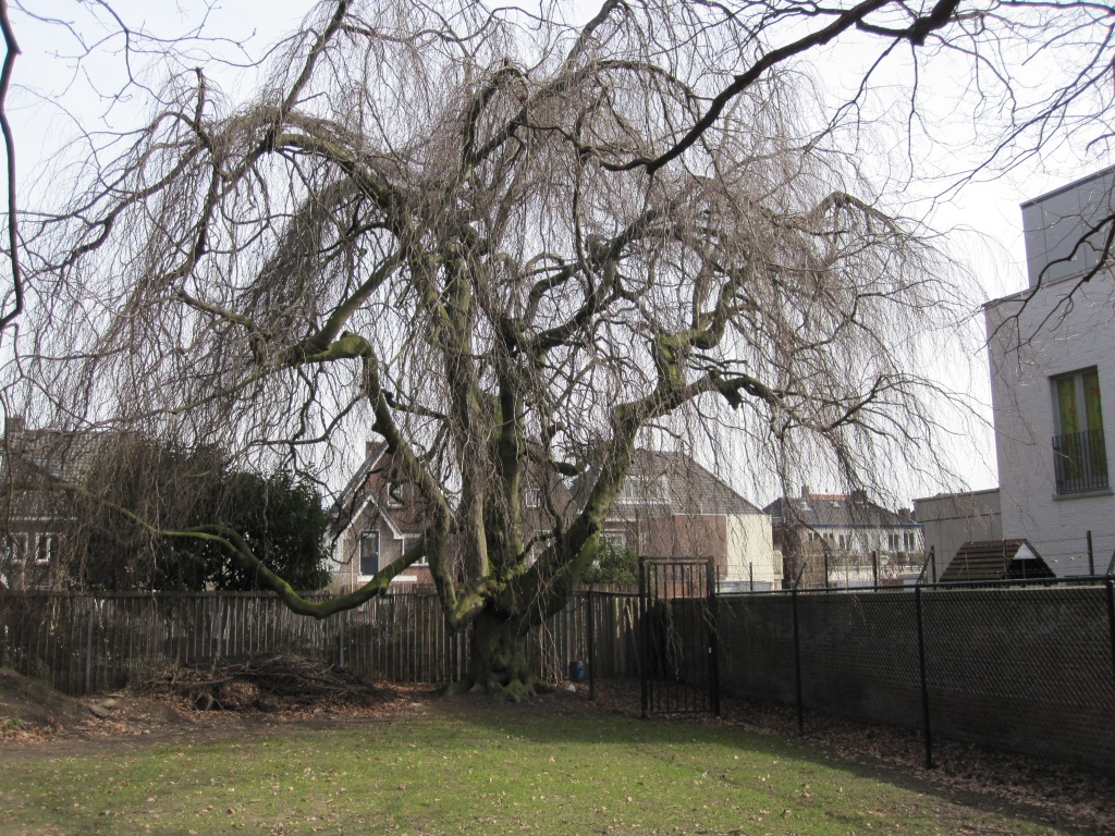 Fagus sylvatica’Pendula’