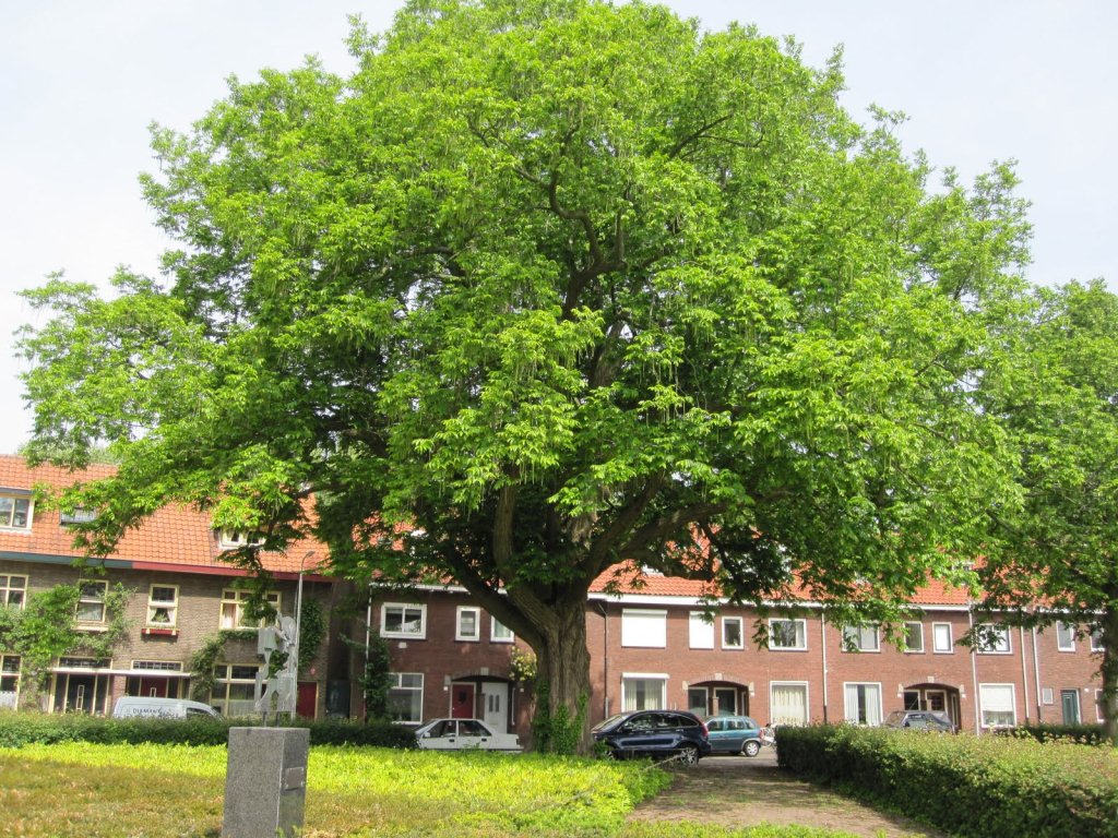 Pterocarya fraxinifolia