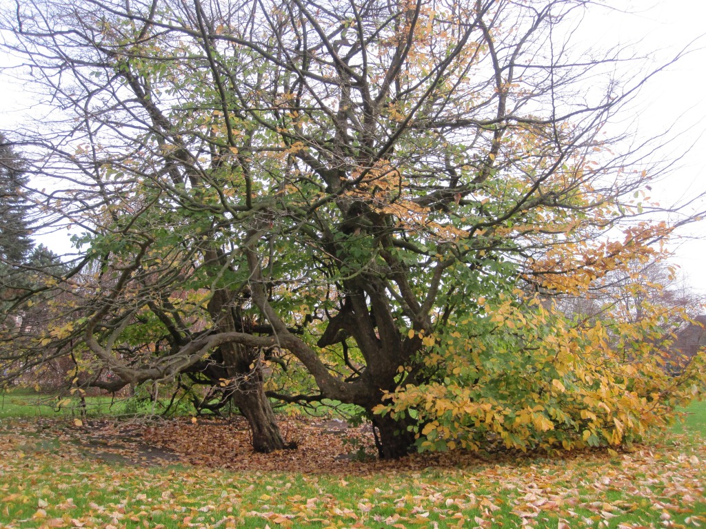 Parottia persica