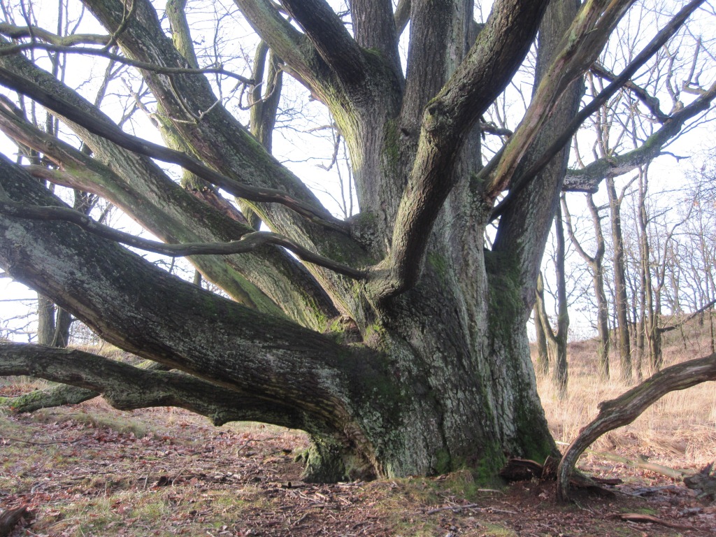Quercus robur