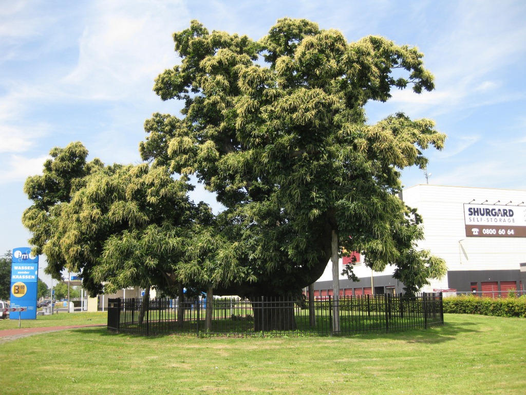 Castanea sativa
