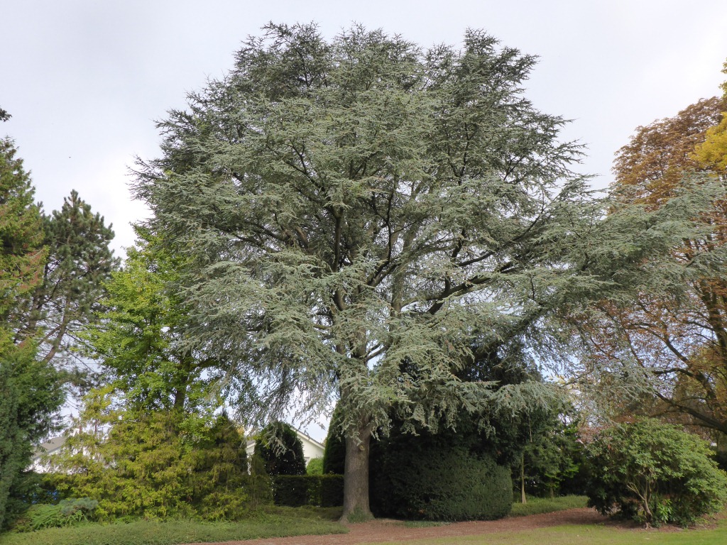 Cedrus libani ‘Glauca’
