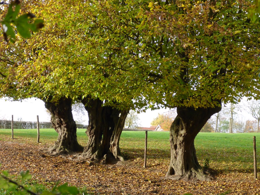 Carpinus betulus