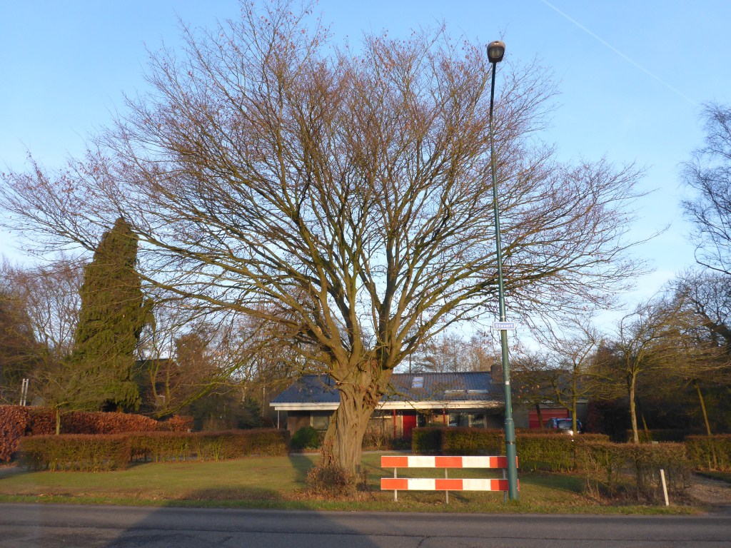Carpinus betulus
