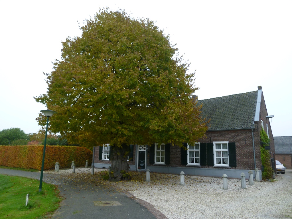 Tilia x europaea