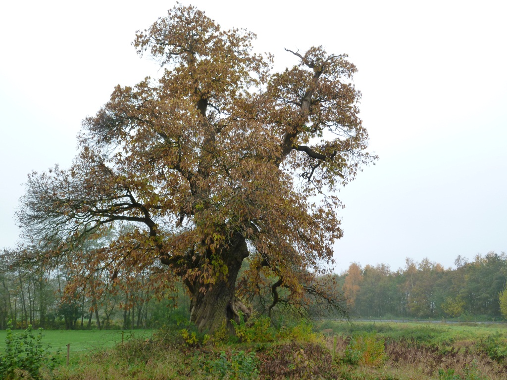 Castanea sativa