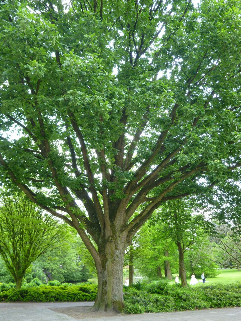 Quercus frainetto