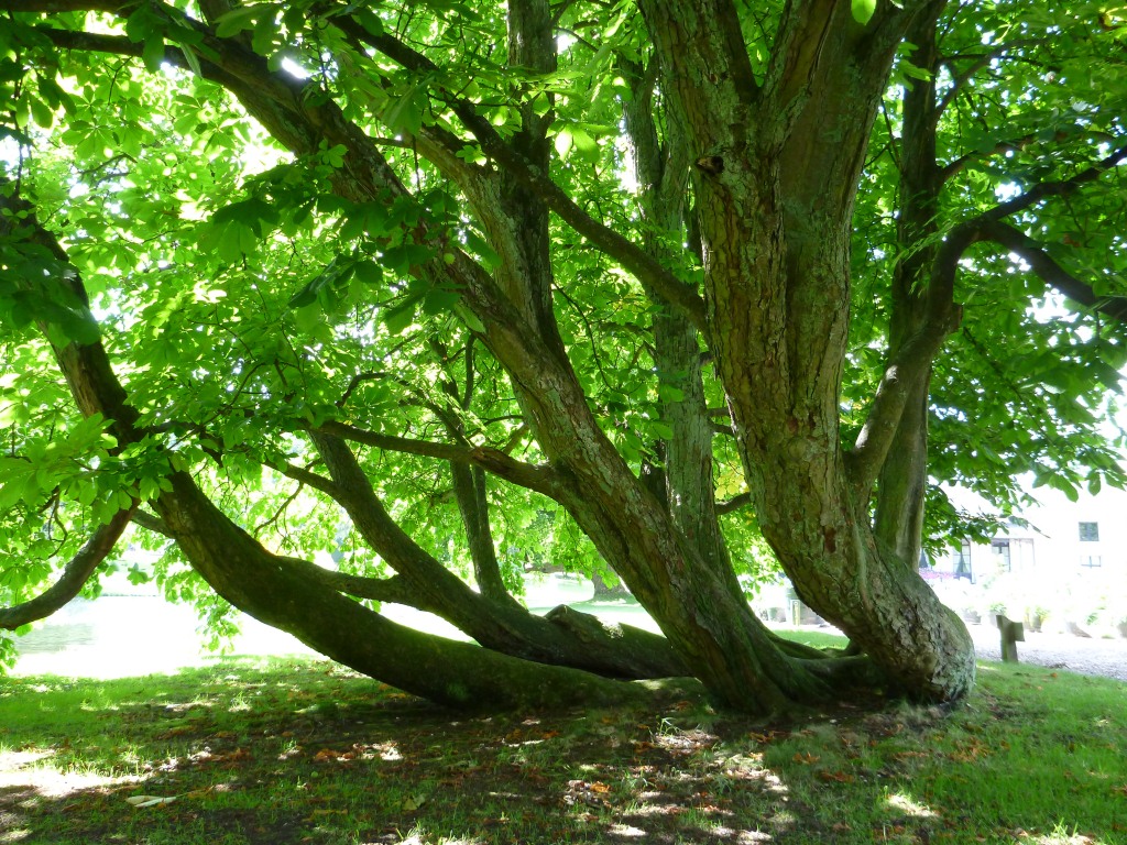 Aesculus hippocastanum