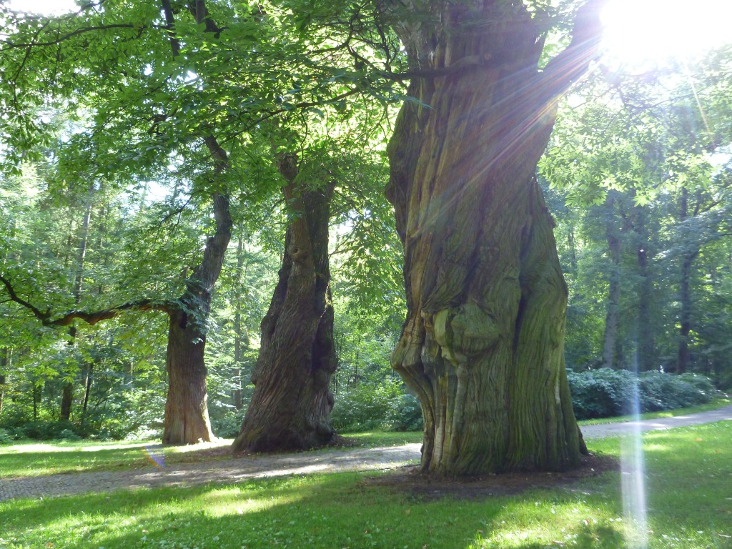 Castanea sativa