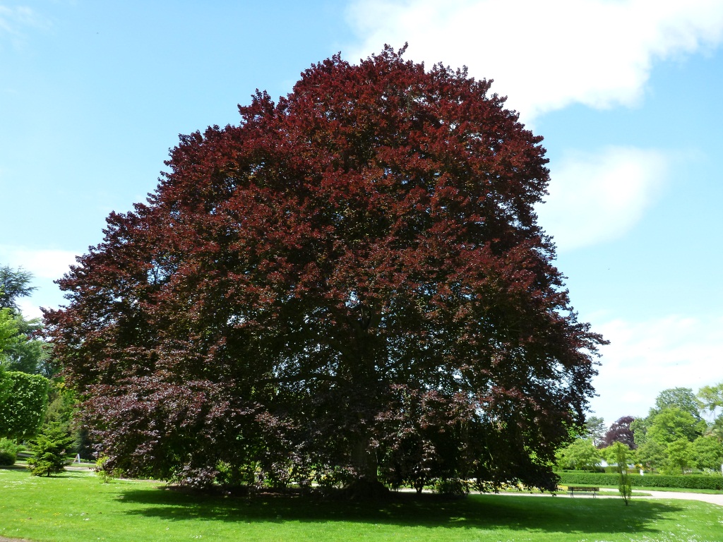 Fagus sylvatica ‘Atropunicea’