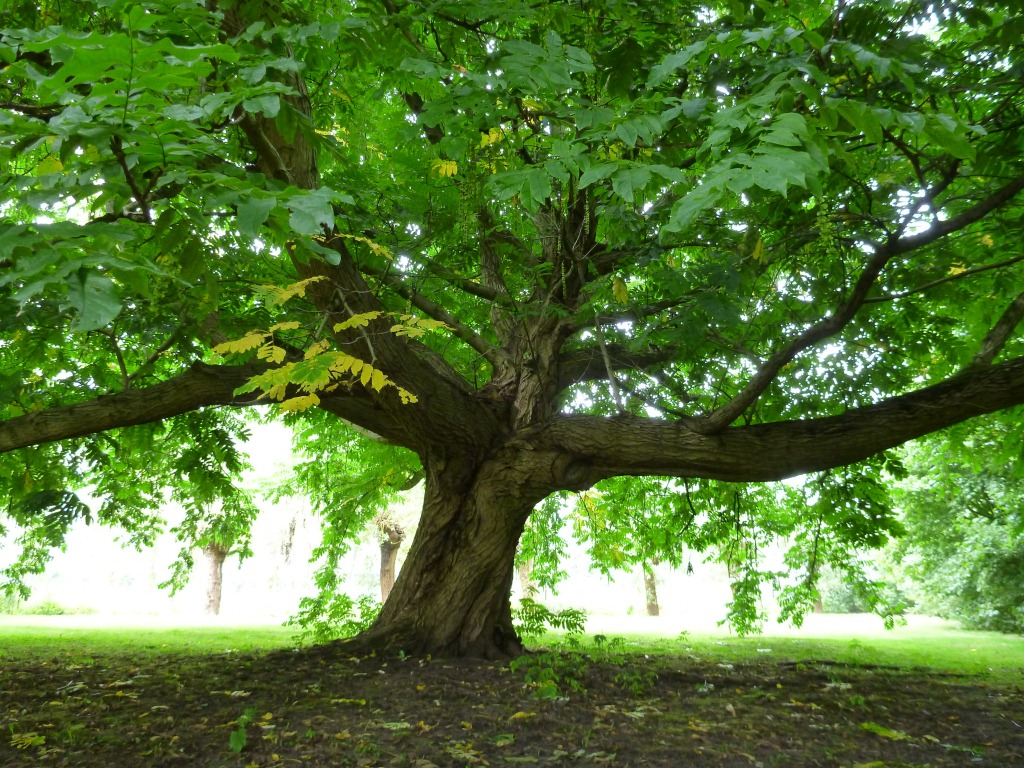 Pterocarya fraxinifolia