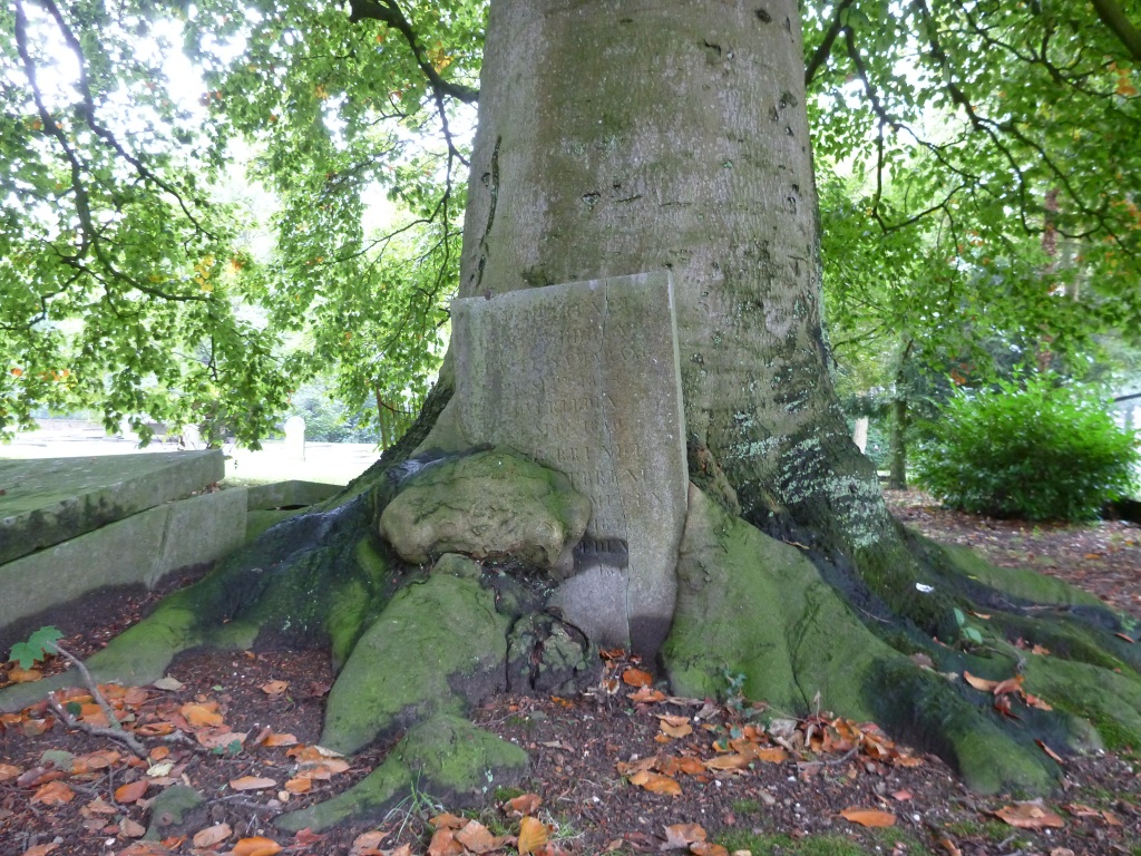 Fagus sylvatica