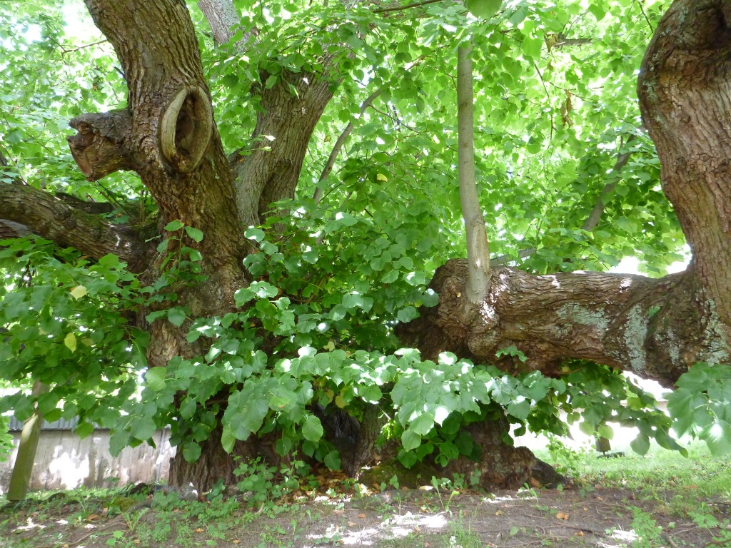 Tilia platyphyllos