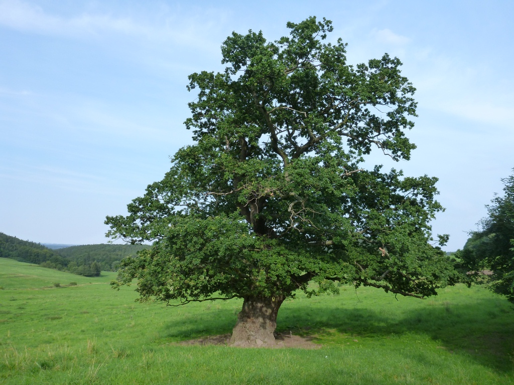 Quercus robur