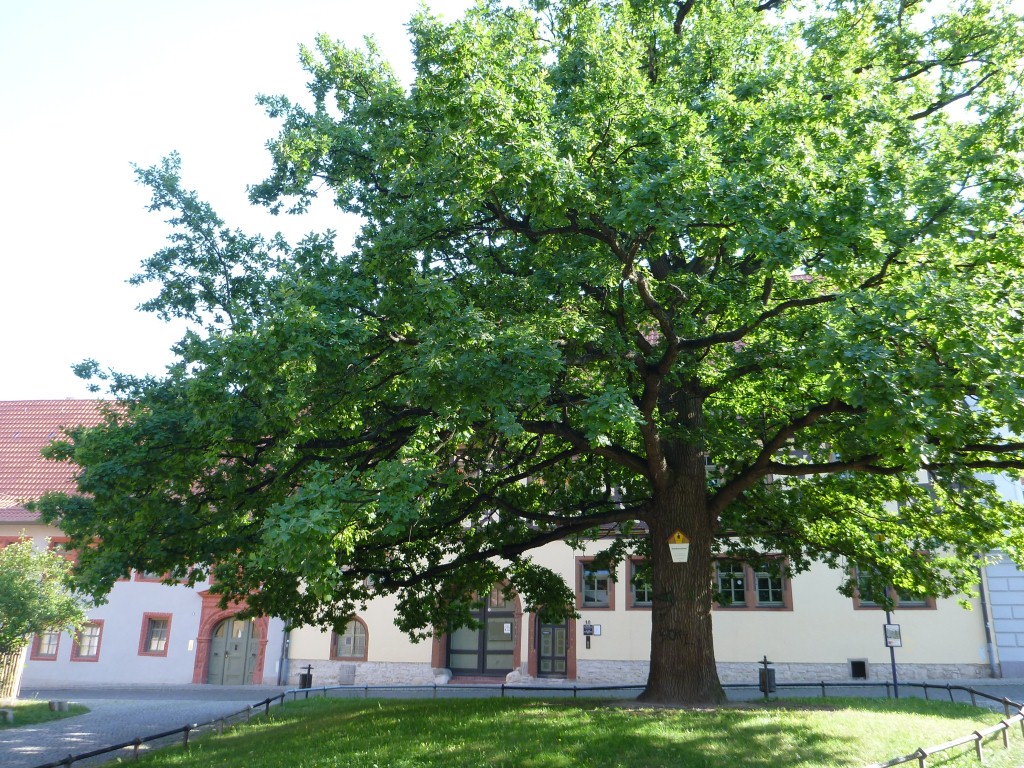 Quercus robur