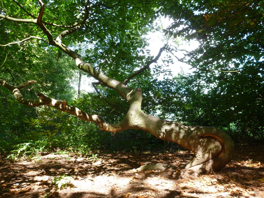 Castanea sativa
