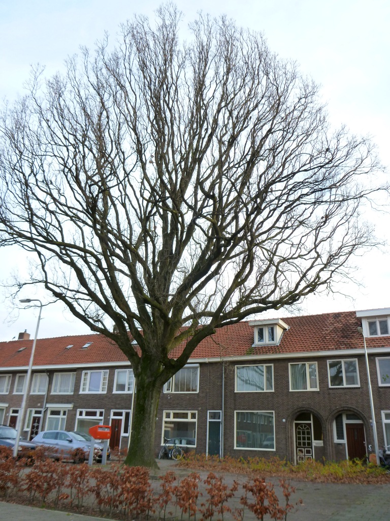 Quercus robur ‘Fastigiata’