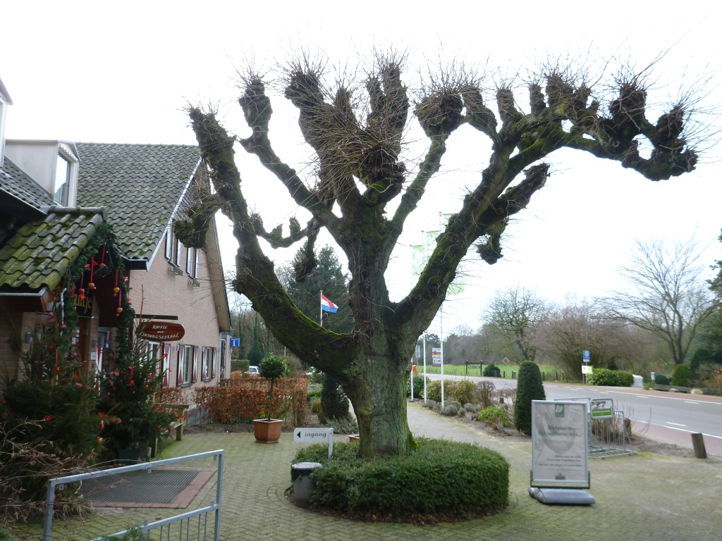 Tilia x europaea