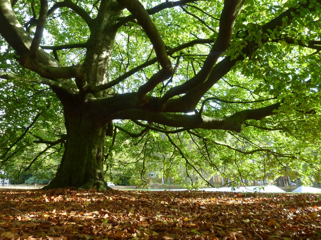Fagus sylvatica