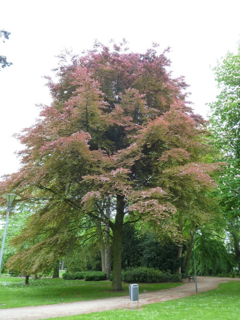 Fagus sylvatica ‘Tricolor’