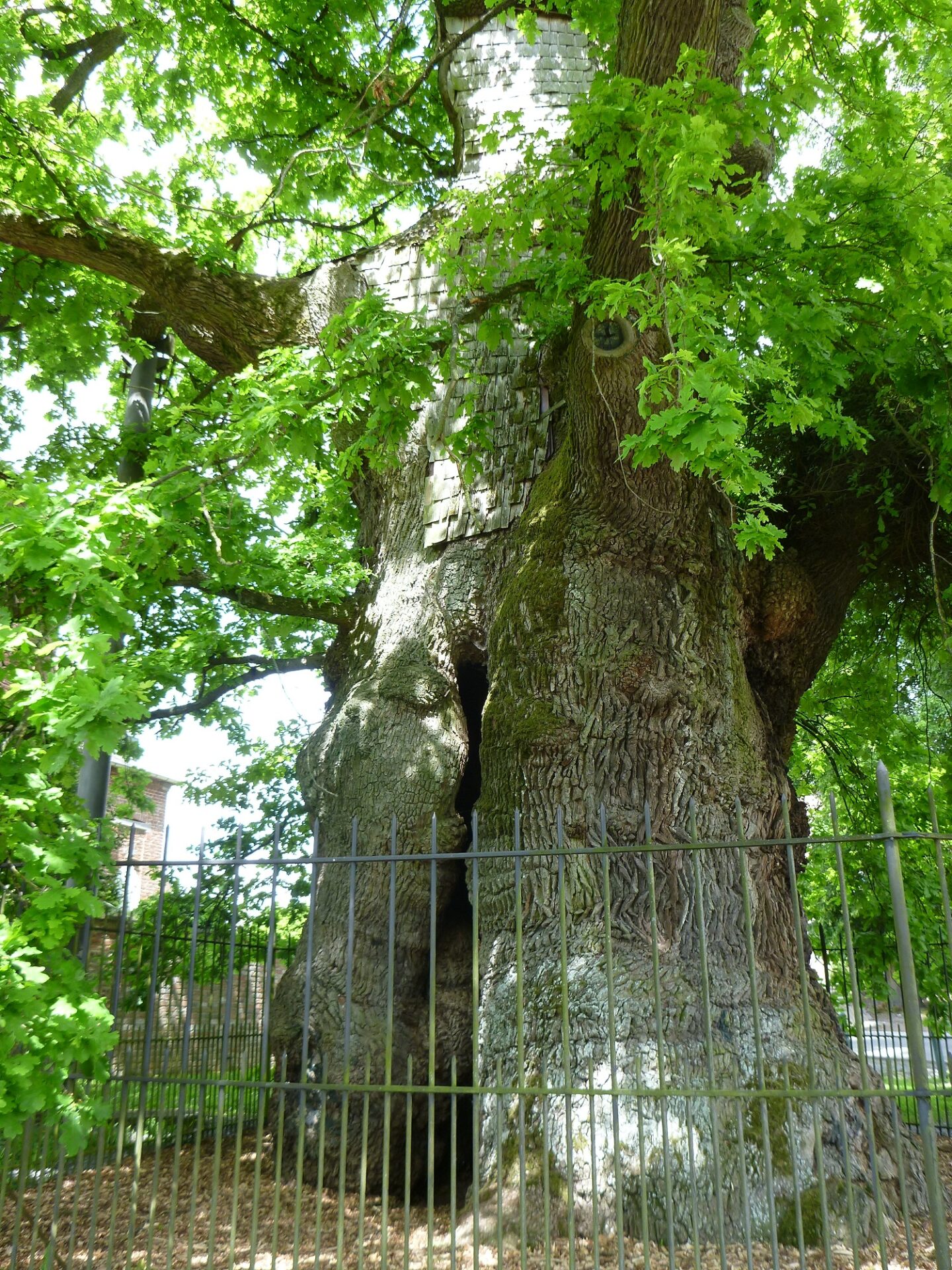 Quercus robur