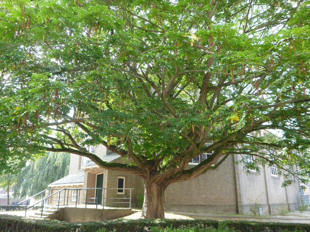Pterocarya fraxinifolia