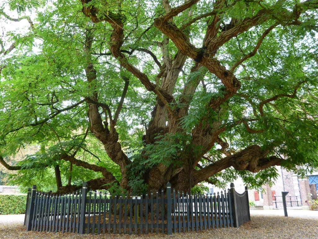 Robinia pseudoacacia