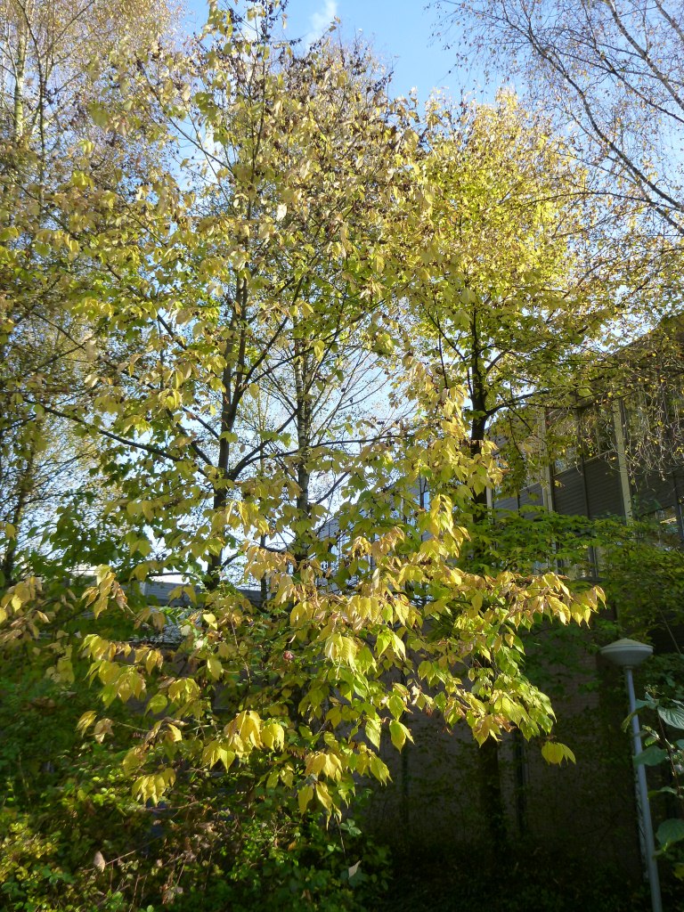 Halesia carolina