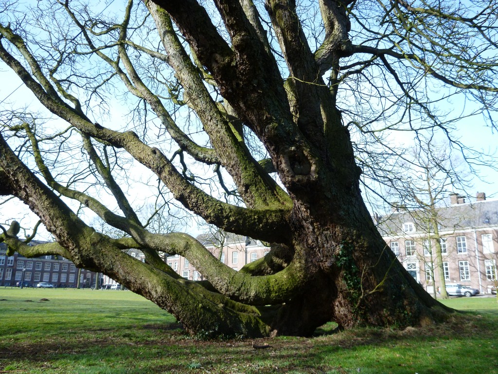 Aesculus hippocastanum