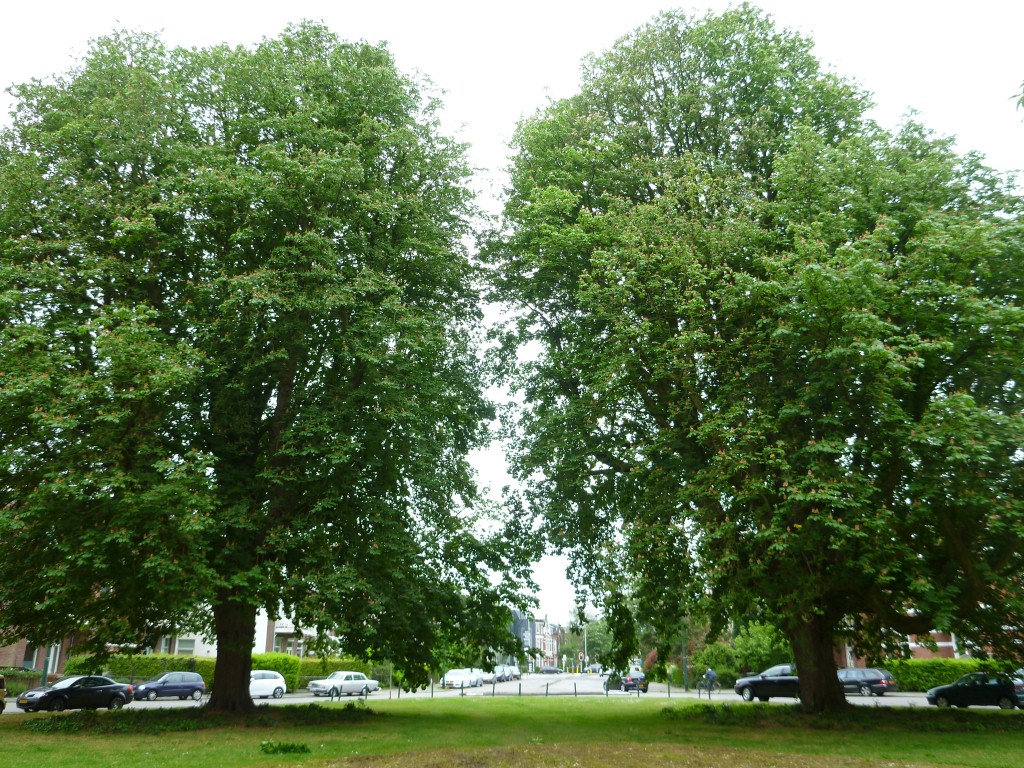Aesculus hippocastanum