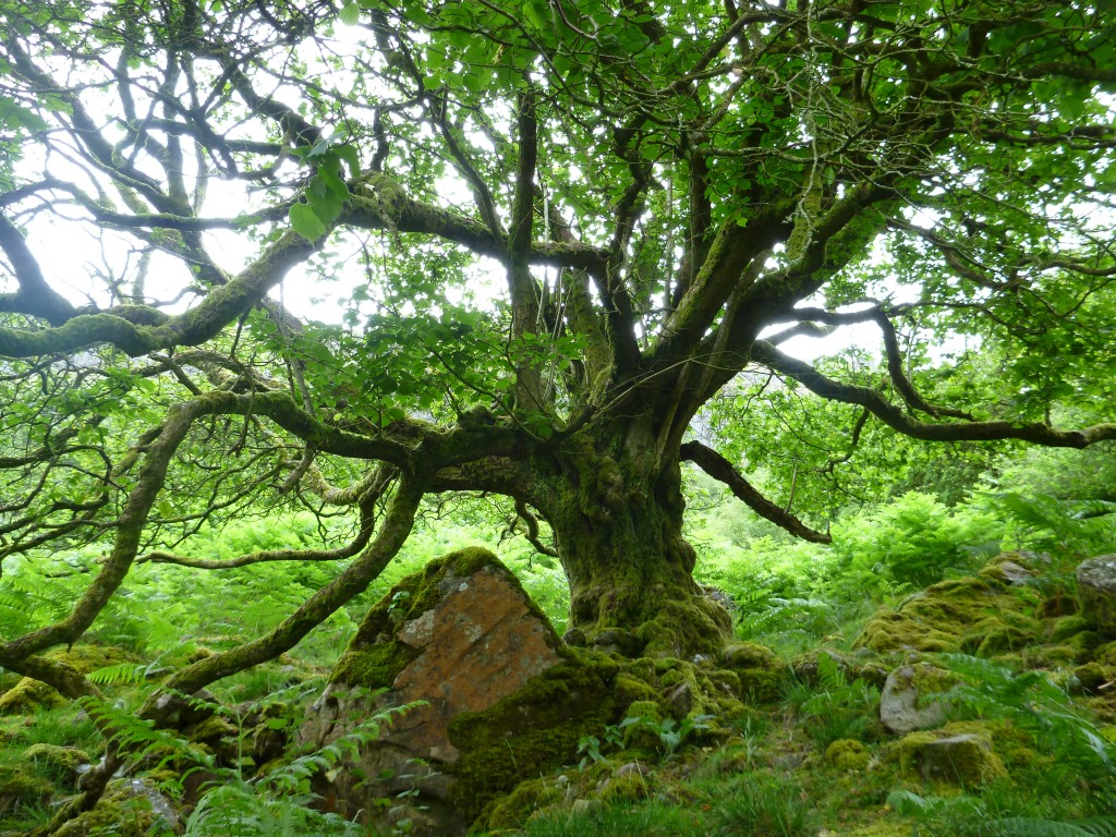 Corylus avellana