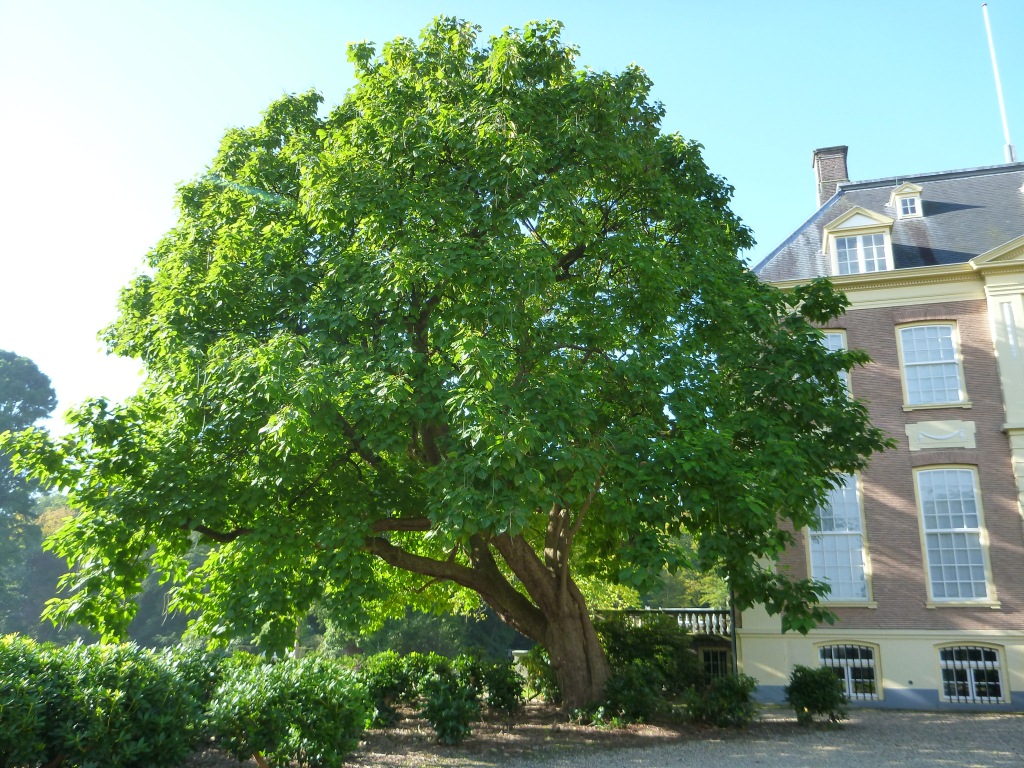 Catalpa bignonioides