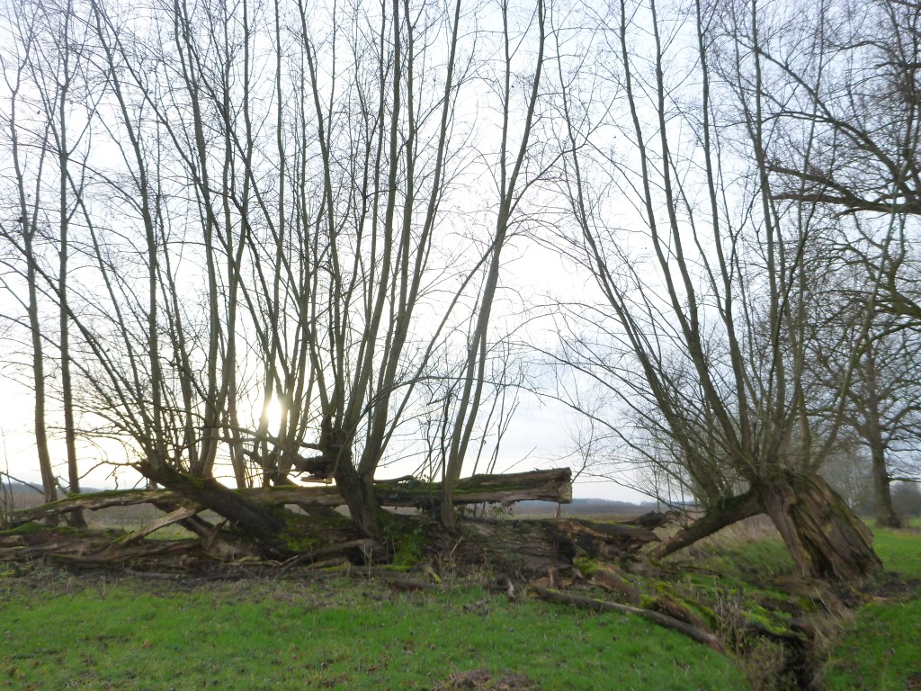 Salix alba