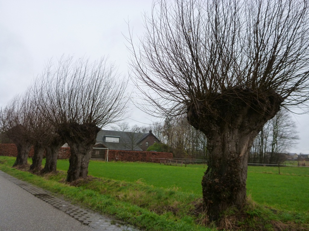 Salix alba