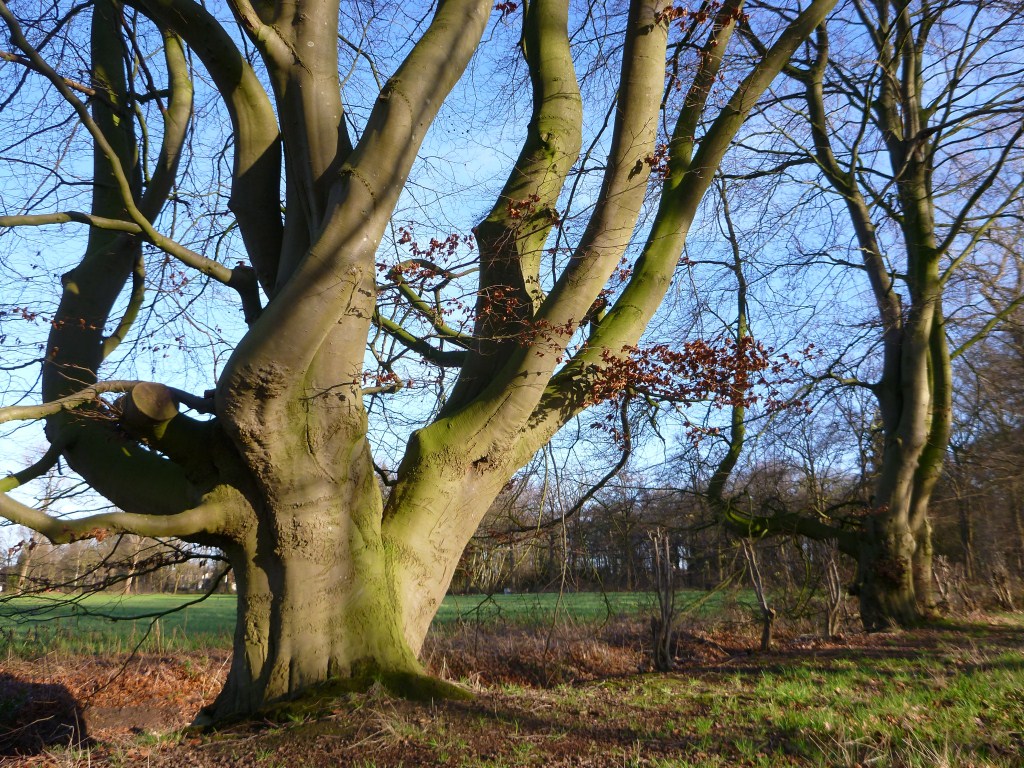 Fagus sylvatica