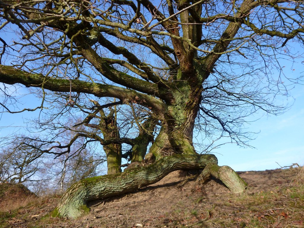 Quercus robur