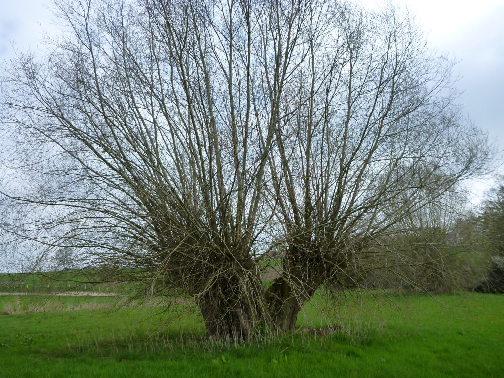 Salix alba