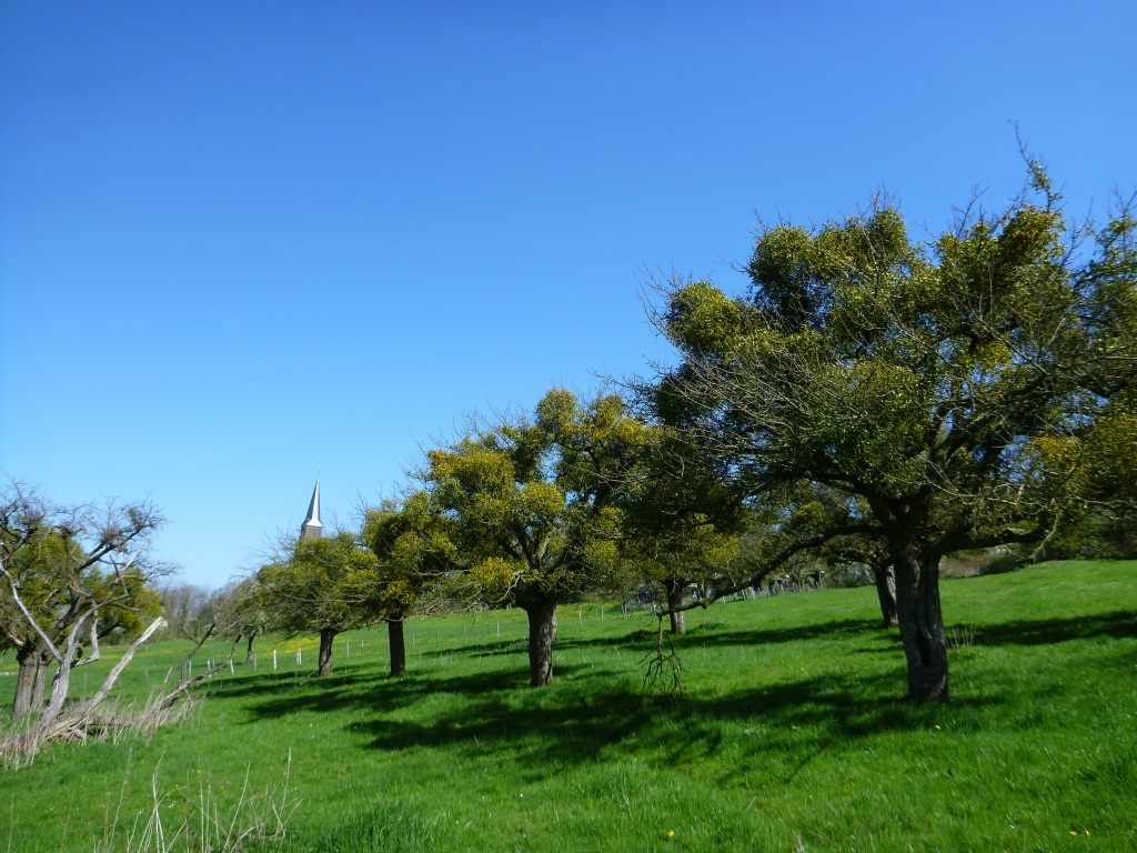 Malus sp.