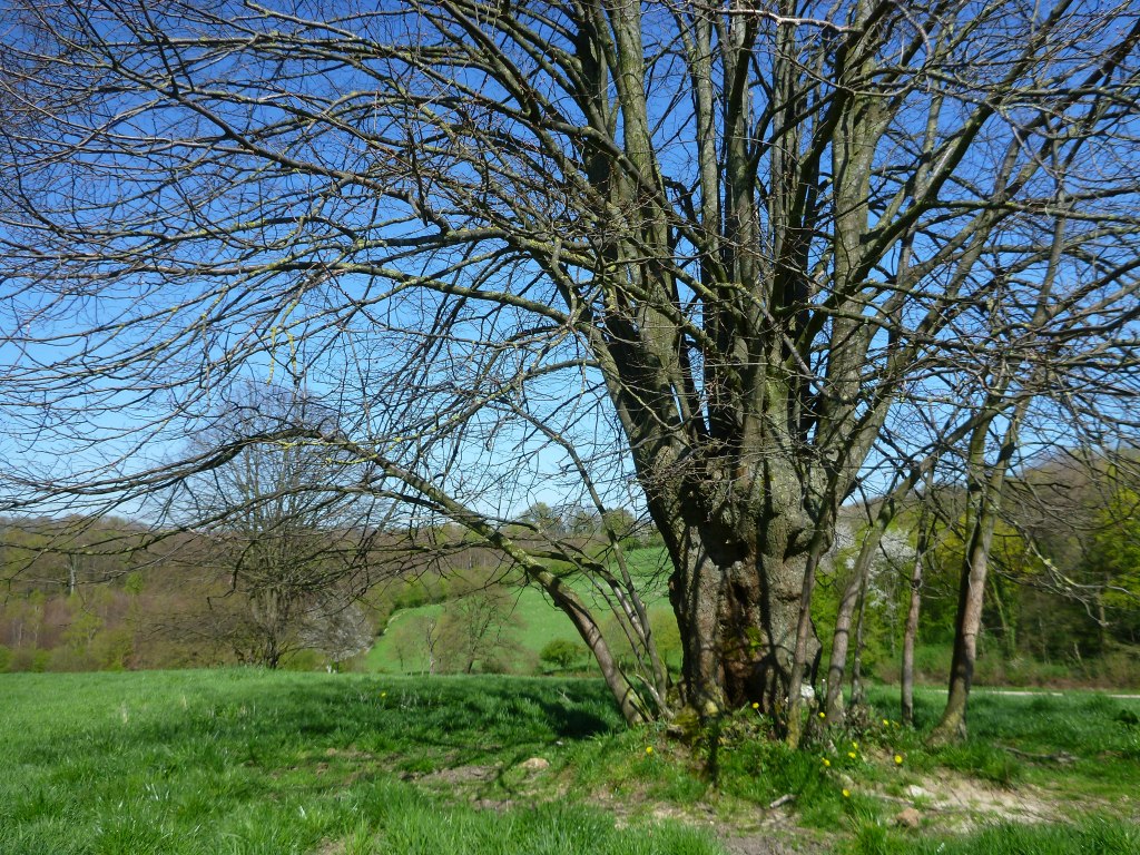 Tilia x europaea