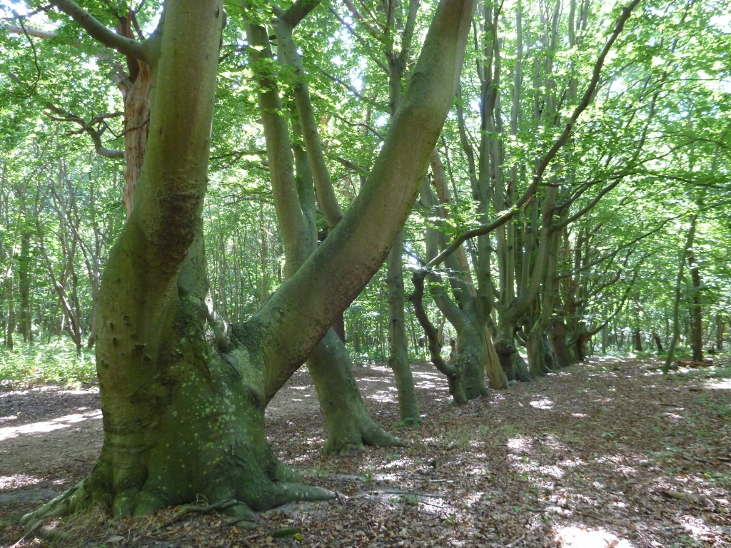 Fagus sylvatica