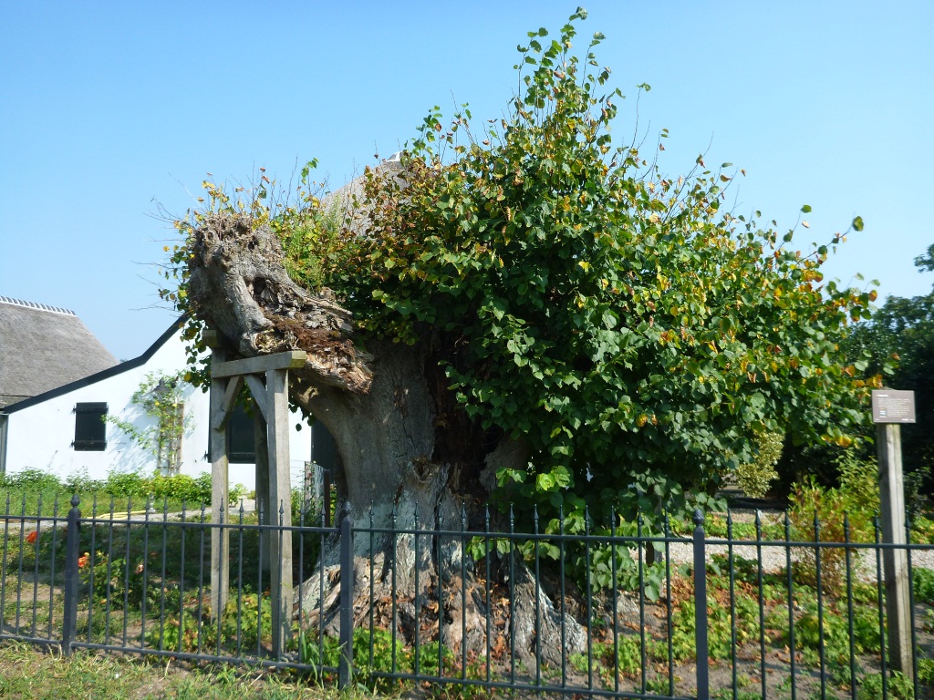 Tilia x europaea