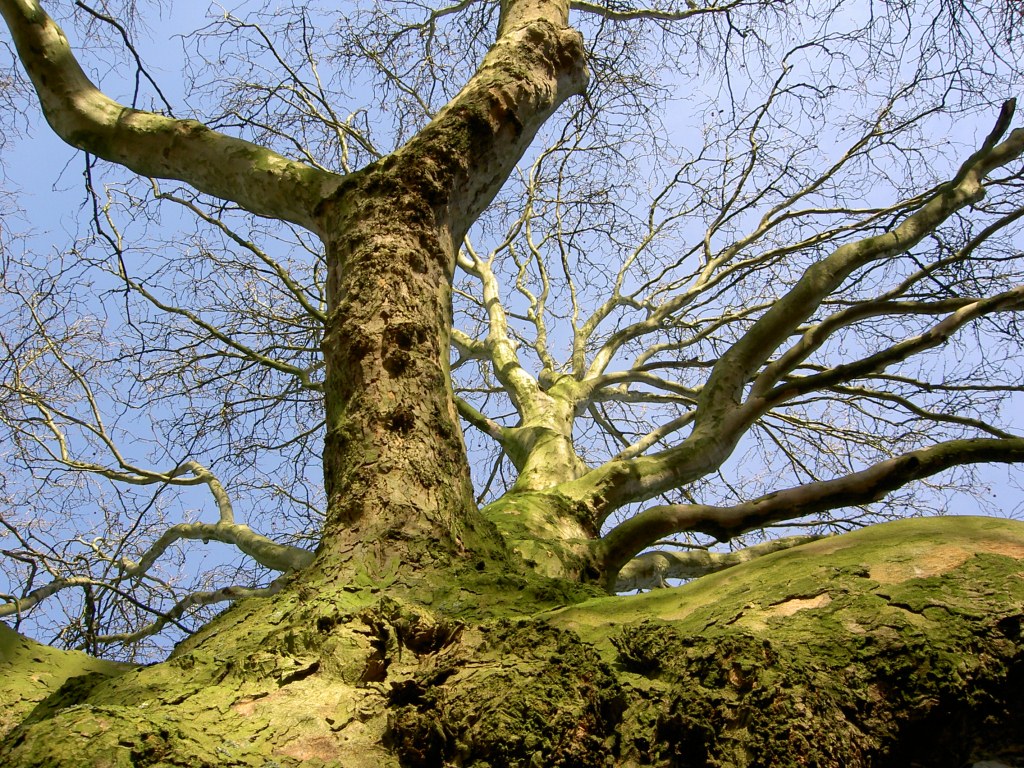 Platanus x hispanica