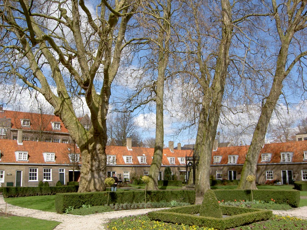Platanus x hispanica