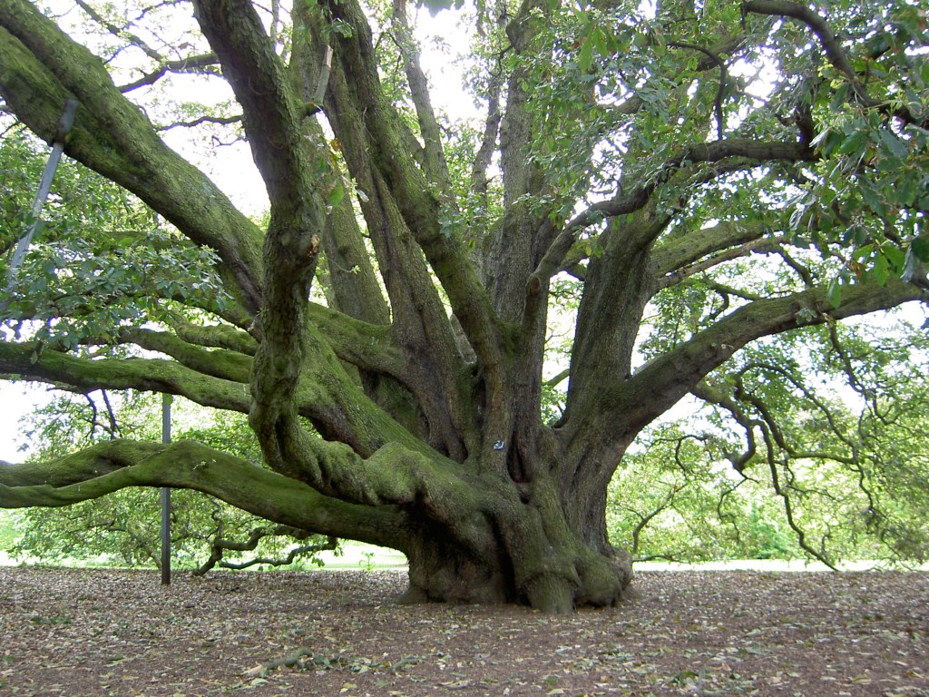 Quercus turneri